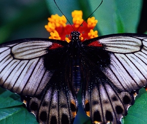 Skrzydła, Kwiat, Motyl
