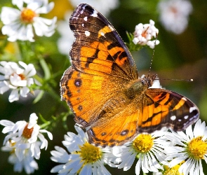 Kolorowy, Rumianki, Motyl