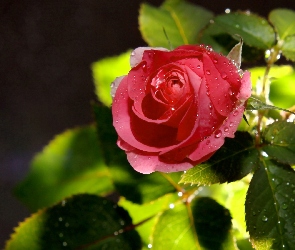 Deszczu, Krople, Czerwona, Róża