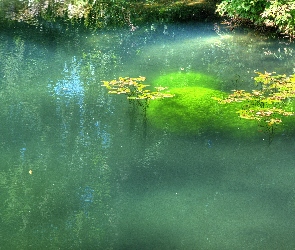 Jezioro, Wodne, Rośliny