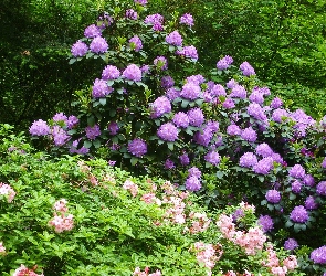 Rododendrony
