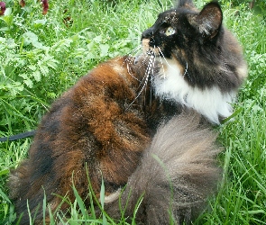 Kotek, Maine coon