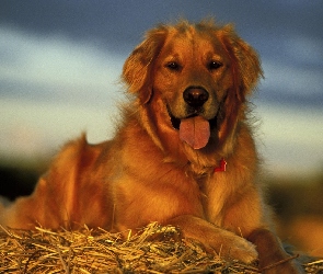 Słoma, Język, Pies, Golden retriever