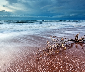 Morze, Drzewa, Konar, Plaża