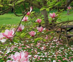 Ogród, Stolik, Magnolia, Różowa