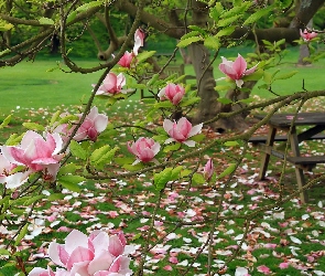 Stolik, Magnolia, Ogród, Różowa