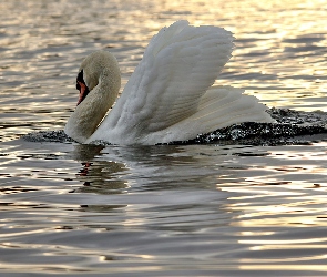 Woda, Łabędź