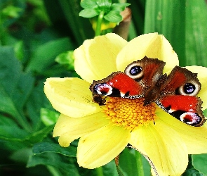 Motyl, Pawik, Rusałka