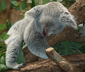 Miś, Koala, Śpiący