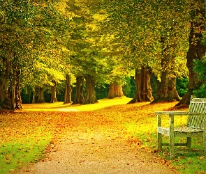 Park, Drzewa, Jesień, Ławka