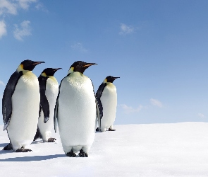 Pingwiny, Śnieg, Niebo