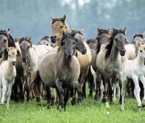 Konie, Źrebaki, Stado, Tabun