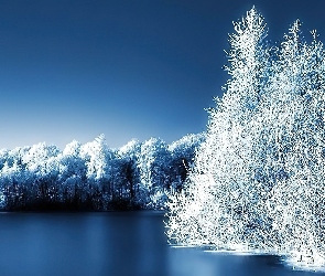 Zima, Woda, Drzewa