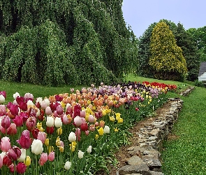Kolorowe, Dom, Ogród, Tulipany