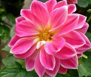 Dalia, Różowa