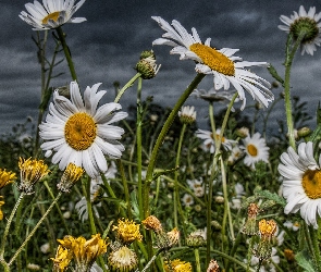 Białe, Margerytki, Chmury, Łąka, Kwiatki