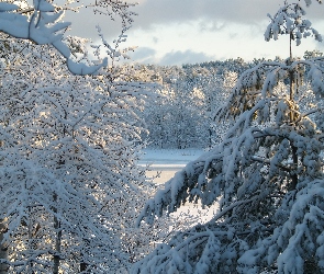 Śnieg, Zima, Las