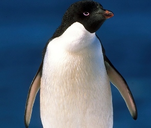 Pingwin, Zapatrzony