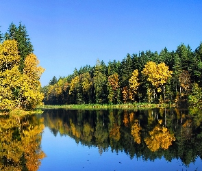 Jezioro, Odbicie, Drzewa
