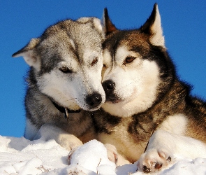 Husky, Siberian