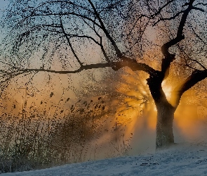 Drzewo, Zachód Słońca, Sitowie, Śnieg