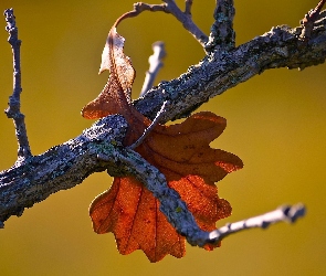 Drzewa, Liść, Jesienny