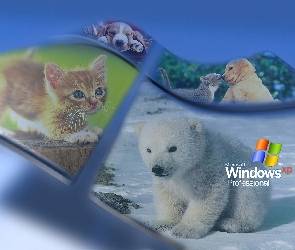 Operacyjny, Zwierzęta, Xp, Windows, System