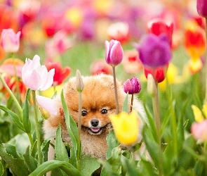 Tulipany, Kwiaty, Pies, Szpic miniaturowy