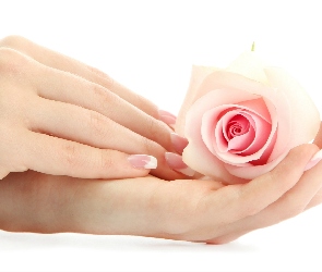 Dłoń, Róża