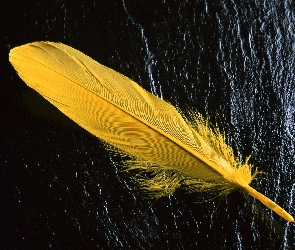 Piórko