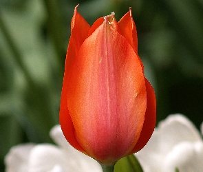 Czerwony, Tulipan