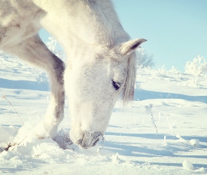 Biały, Śnieg, Koń