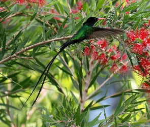 Koliber, Kwiaty, Gałązki