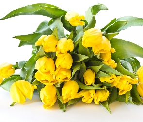 Zółte, Tulipany