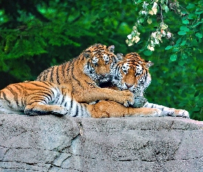 Miłość, Tygrysy