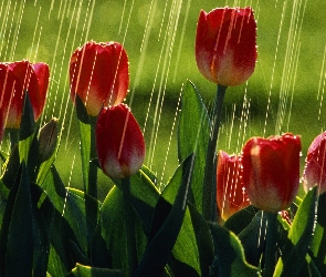 Tulipany, Deszcz