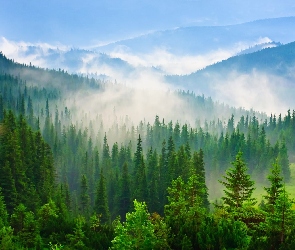 Lasy, Mgła, Góry