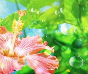 Hibiskus, Bąbelki