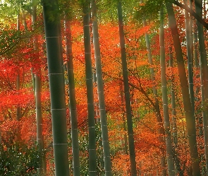 Las, Liście, Jesień