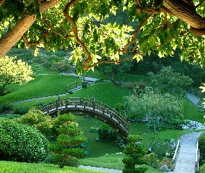 Ogród, Drzewa, Mostek, Japoński