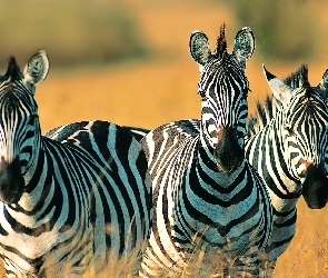 Zebry, Safari, Trawa