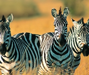 Trawa, Safari, Zebry