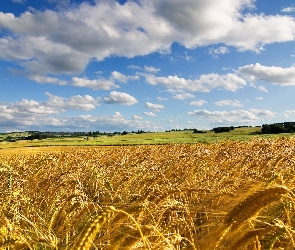 Niebo, Zboże, Chmury, Białe