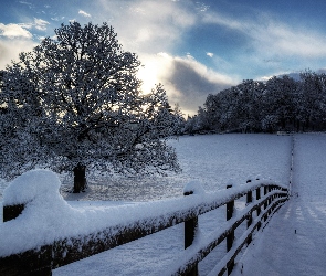 Śnieg, Płot, Drzewo