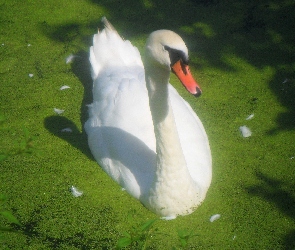 Biały, Łabędź, Piękny