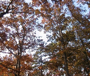 Jesień, Drzew, Korony