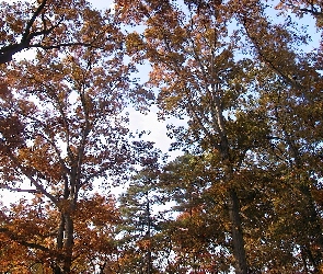 Korony, Drzew, Jesień