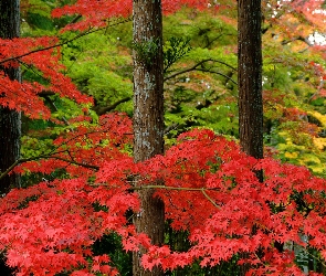 Drzewa, Liście, Czerwone
