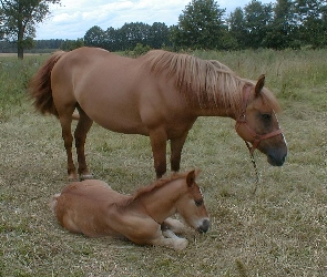 Klacz, Pastwisko, Źrebak