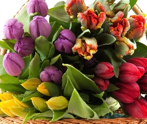 Bukiet, Tulipanów, Kolorowych